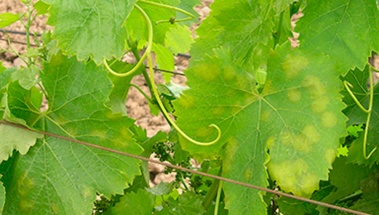 21 de junio, Jornada técnica mildiu de la viña organizada por ARPROVI