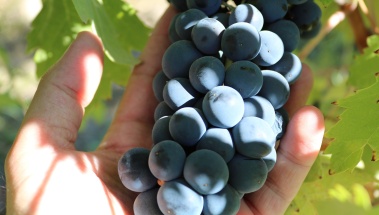 En 20230 se reducirá la producción de uva tinta al 90%