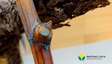 Protección de las heridas de poda contra los hongos de la madera de la vid mediante productos biológicos y químicos