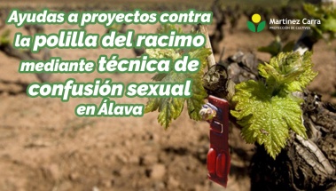 Ayudas para proyectos contra la polilla del racimo mediante técnica de confusión sexual en Álava