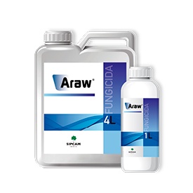 Araw de Sigma